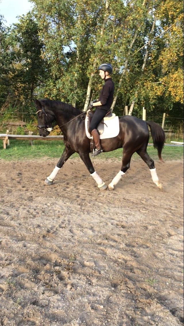 Anden særlig race Egekjaers Casmir - dressur træning billede 10