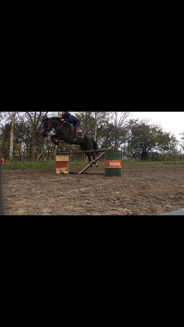 Anden særlig race Egekjaers Casmir - spingtræning, 1m billede 13