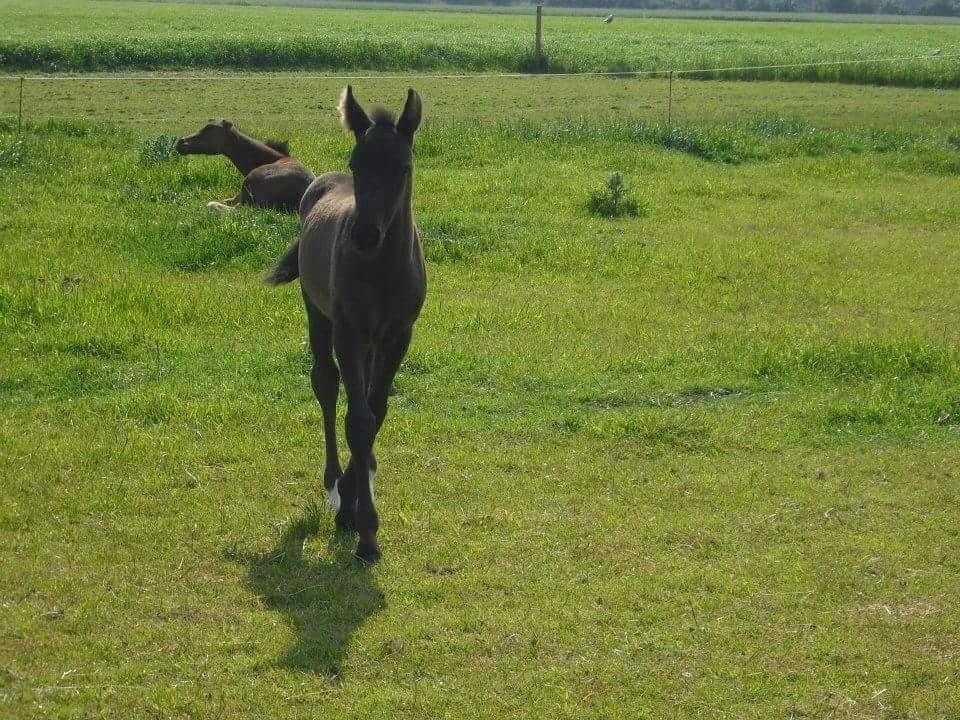 Anden særlig race Egekjaers Casmir - som føllebølle billede 15