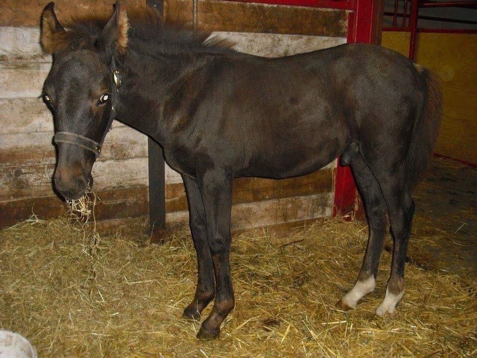 Anden særlig race Egekjaers Casmir - som større føllebølle billede 16