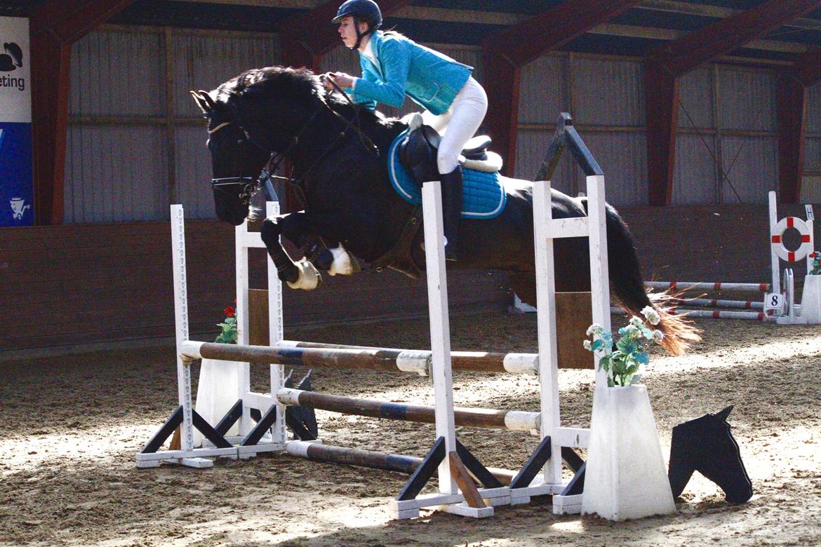 Anden særlig race Egekjaers Casmir - stævne på HHR, 80cm billede 5