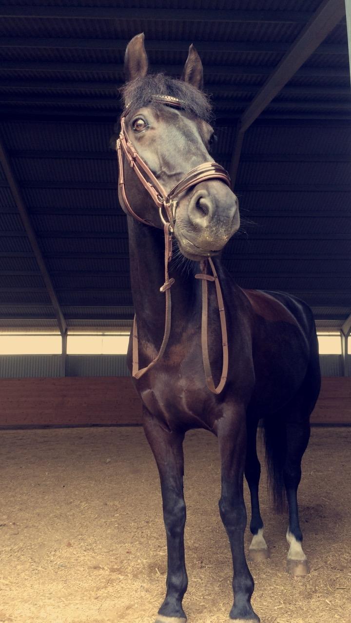 Anden særlig race Egekjaers Casmir - dejligt I kiggede forbi, lig en bedømmelse :) billede 20