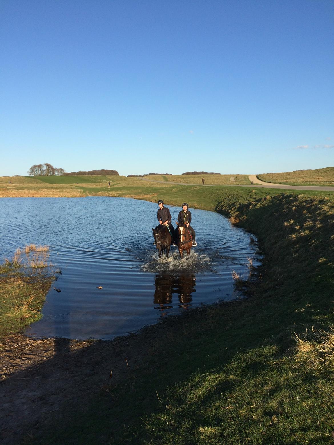 Anden særlig race Egekjaers Casmir - en badetur i dyrehaven billede 8