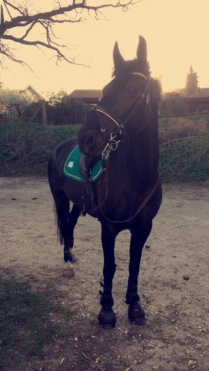 Anden særlig race Egekjaers Casmir billede 11