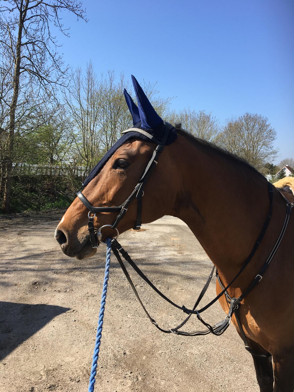 Holstener Luna billede 4