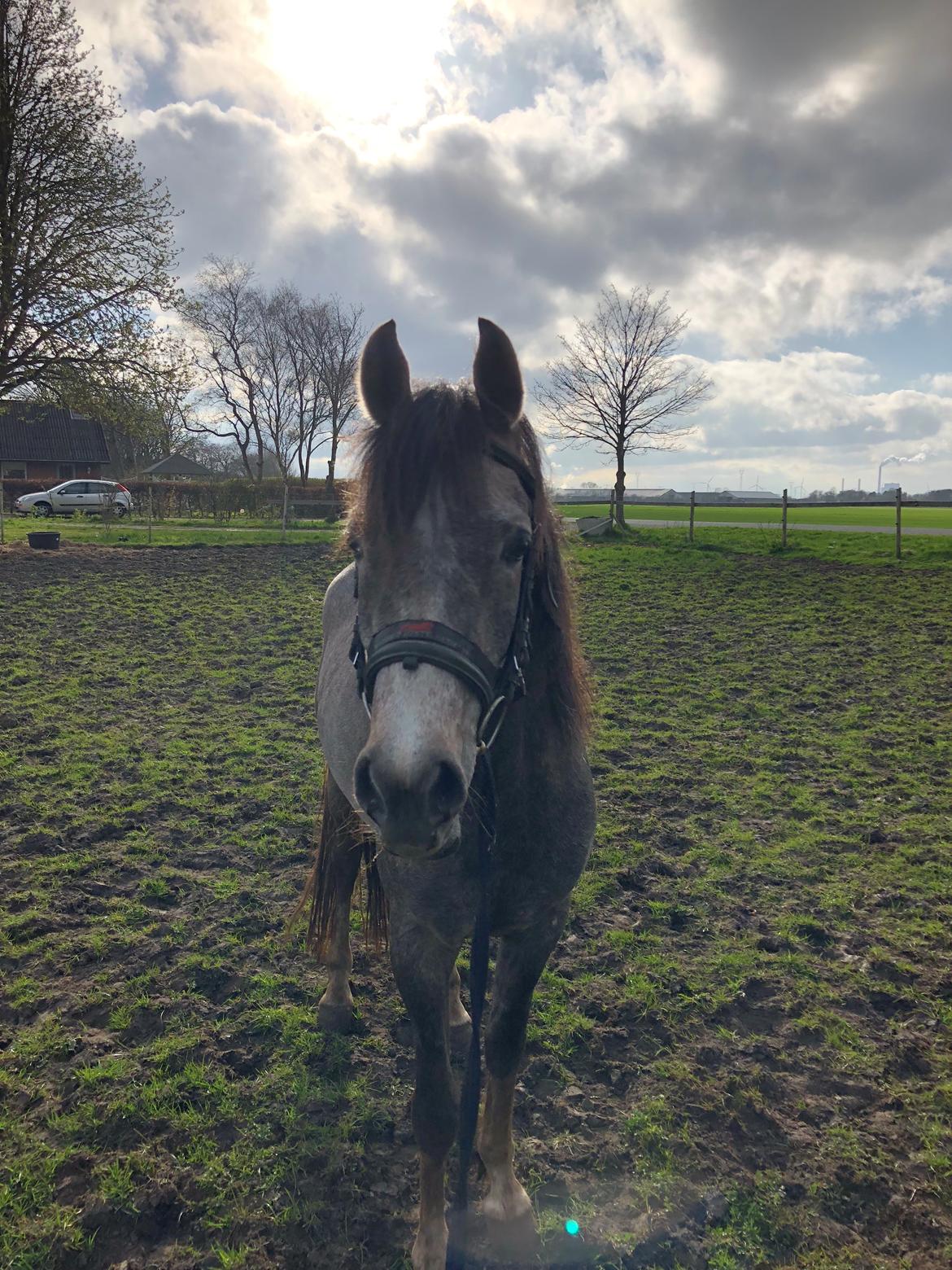 Arabisk fuldblod (OX) Dy ameer pasha ox billede 7