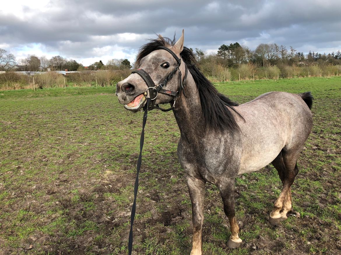 Arabisk fuldblod (OX) Dy ameer pasha ox billede 2