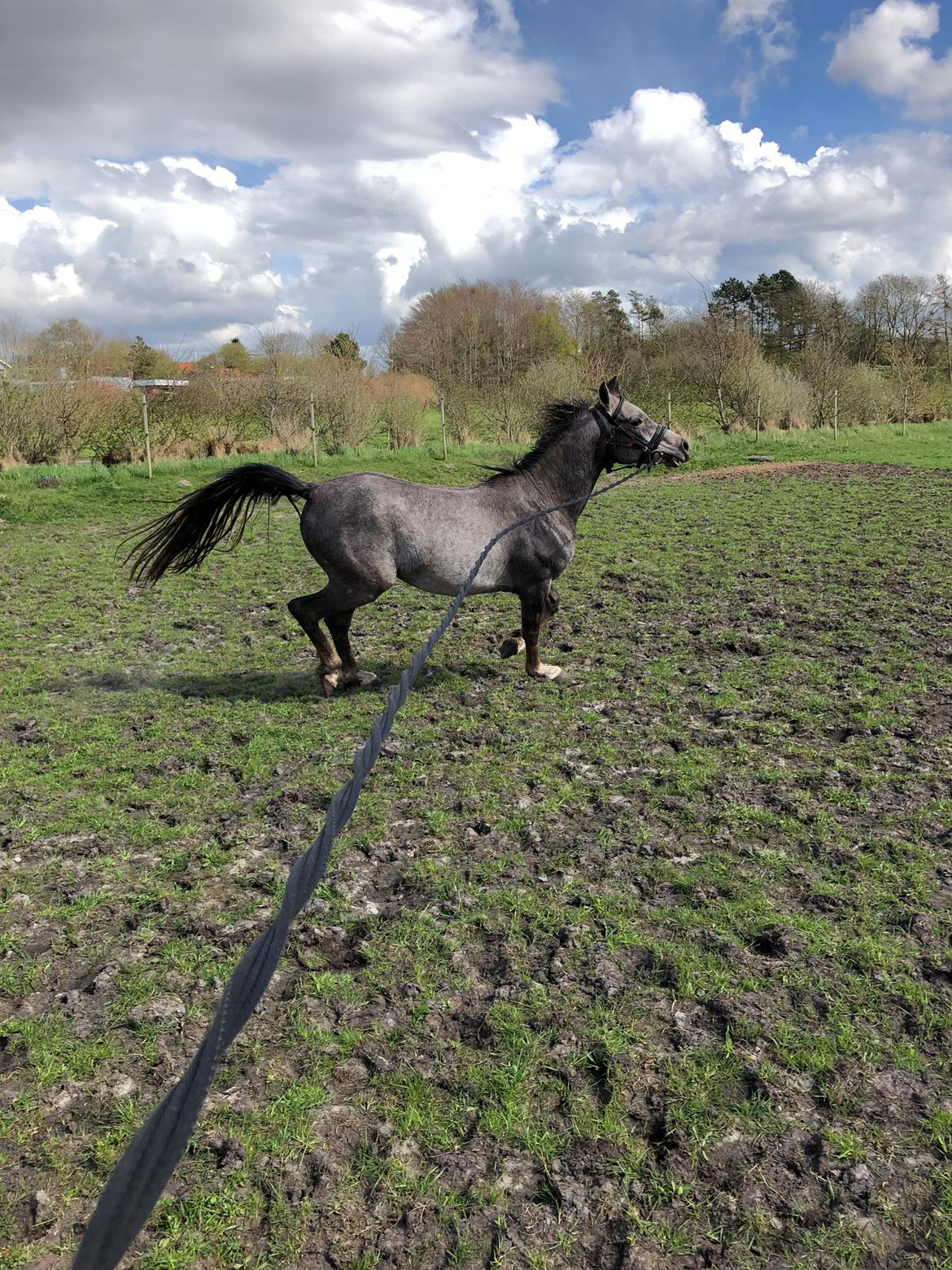 Arabisk fuldblod (OX) Dy ameer pasha ox billede 4