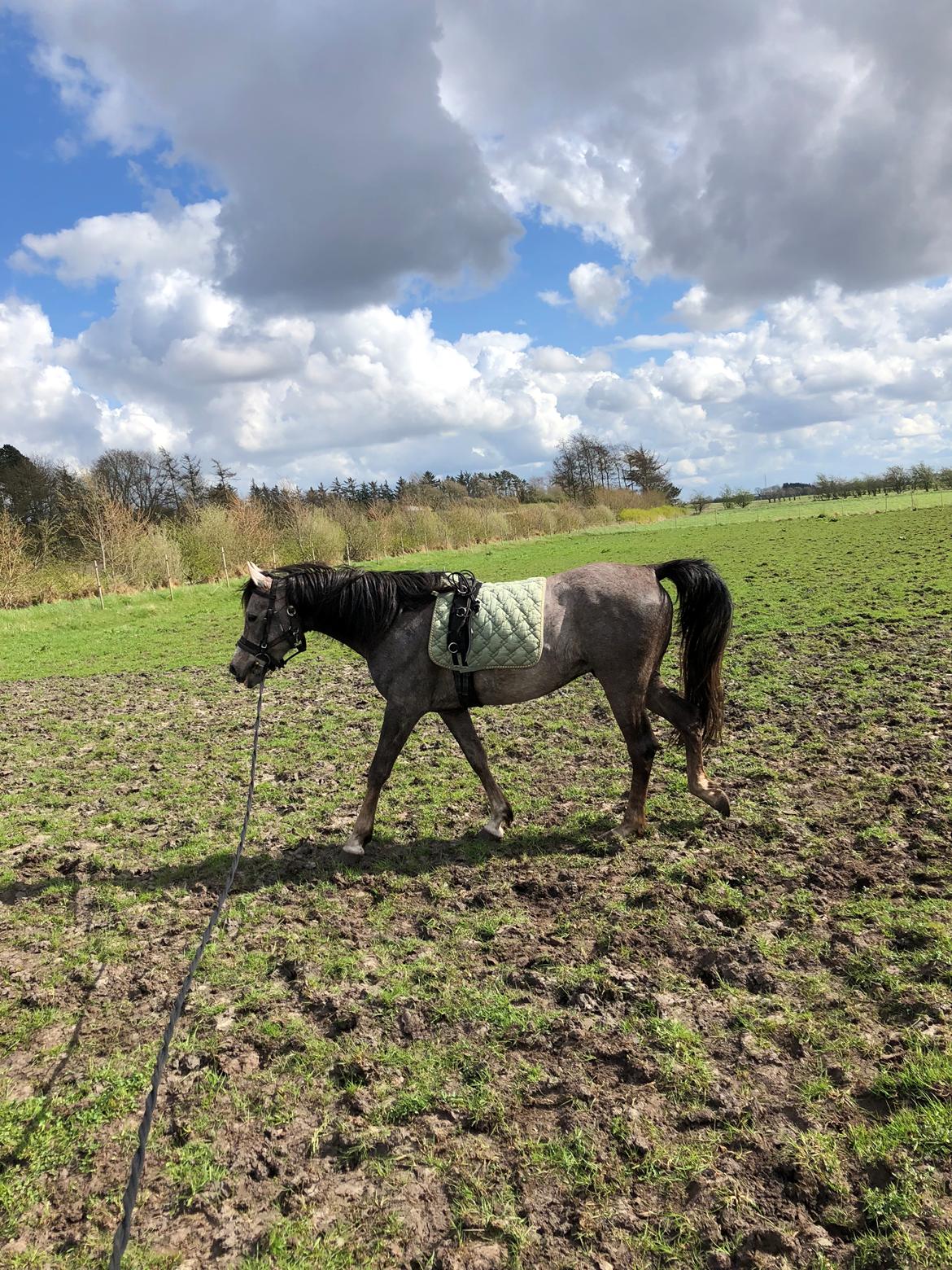 Arabisk fuldblod (OX) Dy ameer pasha ox billede 5