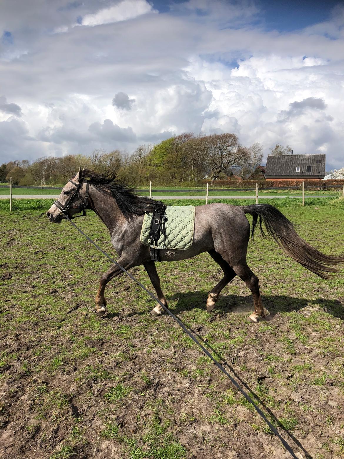 Arabisk fuldblod (OX) Dy ameer pasha ox billede 6