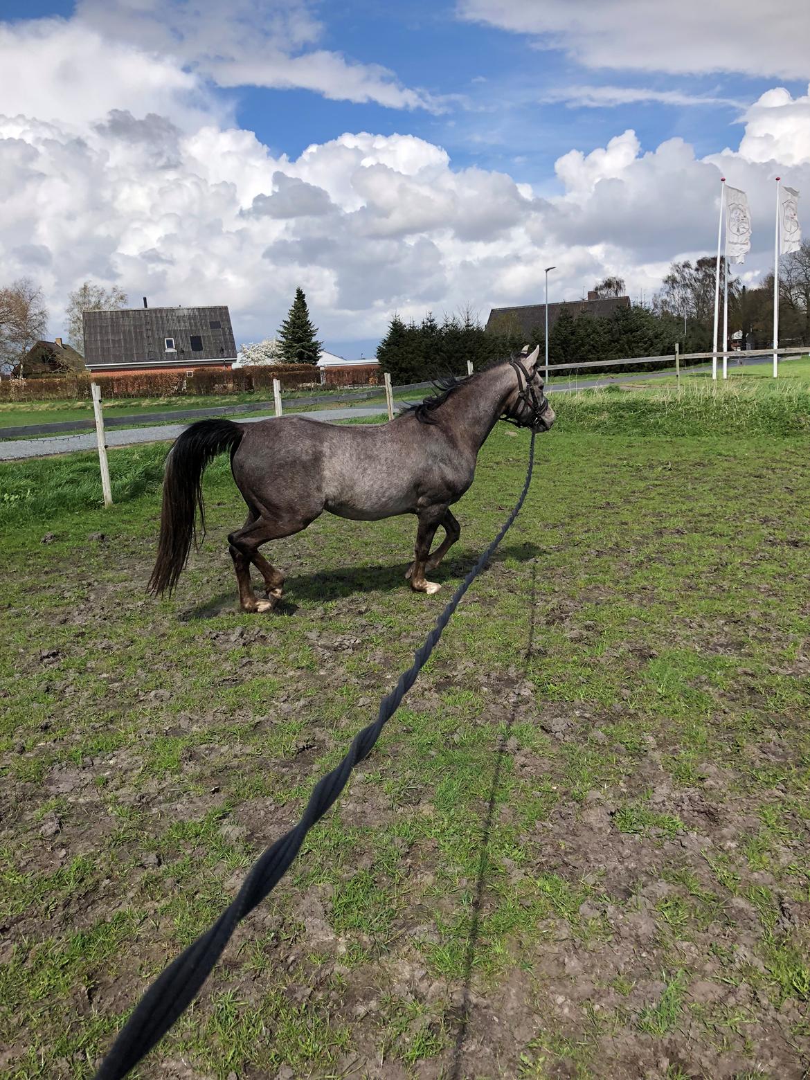 Arabisk fuldblod (OX) Dy ameer pasha ox billede 3