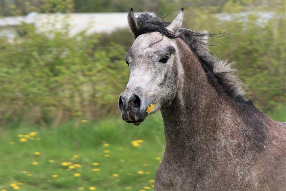 Arabisk fuldblod (OX) Dy zephyr ox billede 2