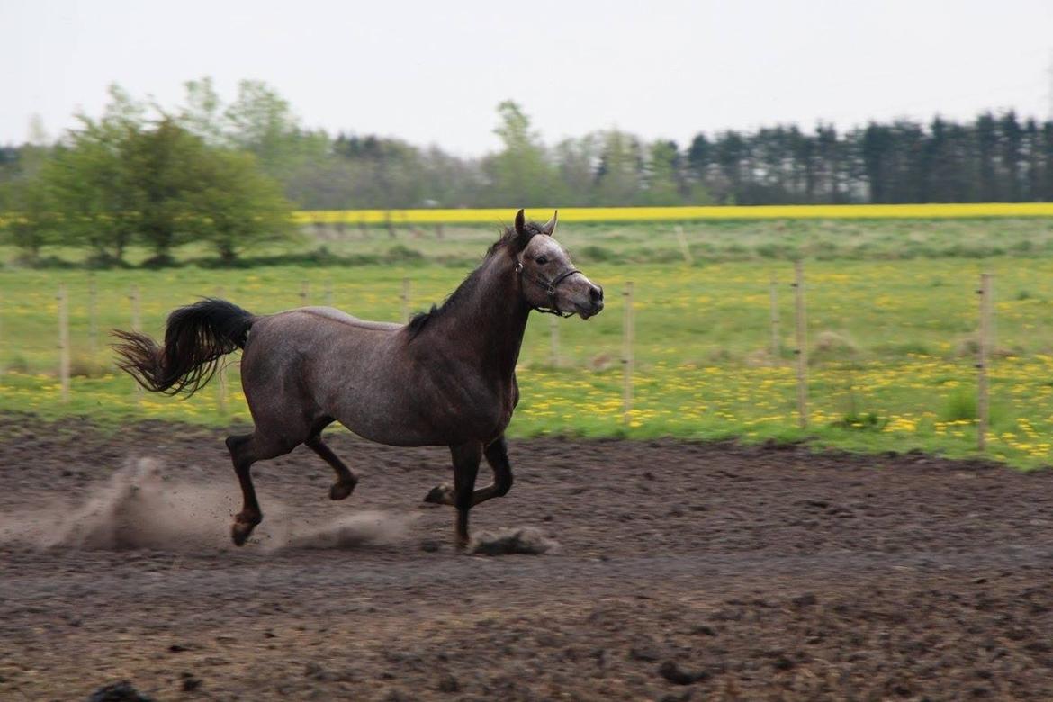 Arabisk fuldblod (OX) Dy zephyr ox billede 5