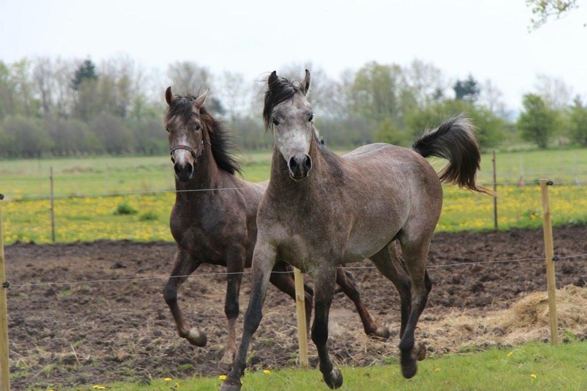 Arabisk fuldblod (OX) Dy zephyr ox billede 3