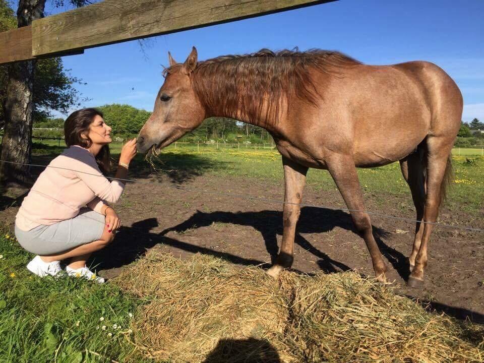 Arabisk fuldblod (OX) Eh maymoun ox billede 4