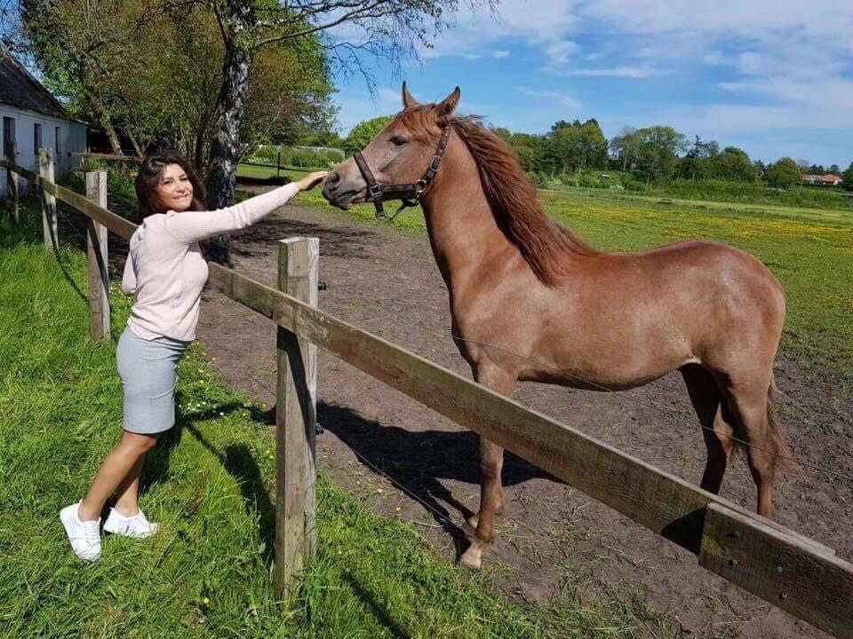 Arabisk fuldblod (OX) Eh maymoun ox billede 3