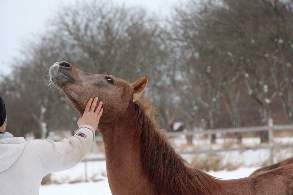 Arabisk fuldblod (OX) Eh maymoun ox billede 2