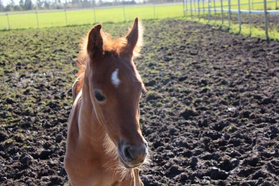 Arabisk fuldblod (OX) Eh maymoun ox billede 1