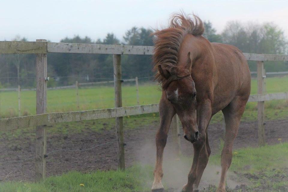 Arabisk fuldblod (OX) Eh maymoun ox billede 5