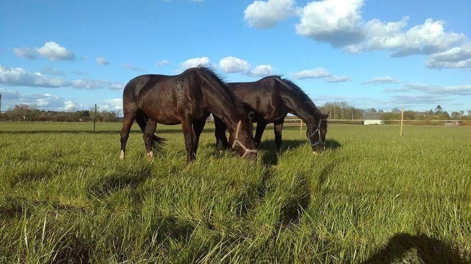 Anden særlig race Hollandsk Gelder Julius  billede 9