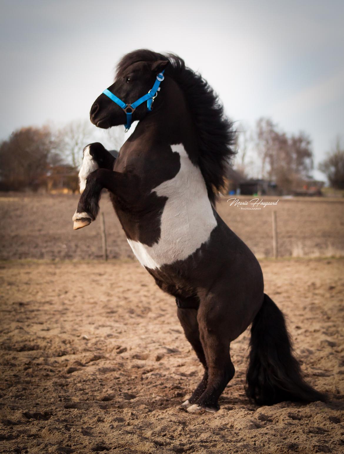 Shetlænder Vadehavets Figaro billede 18