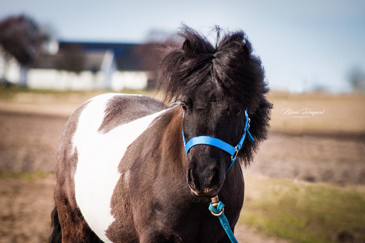 Shetlænder Vadehavets Figaro billede 17