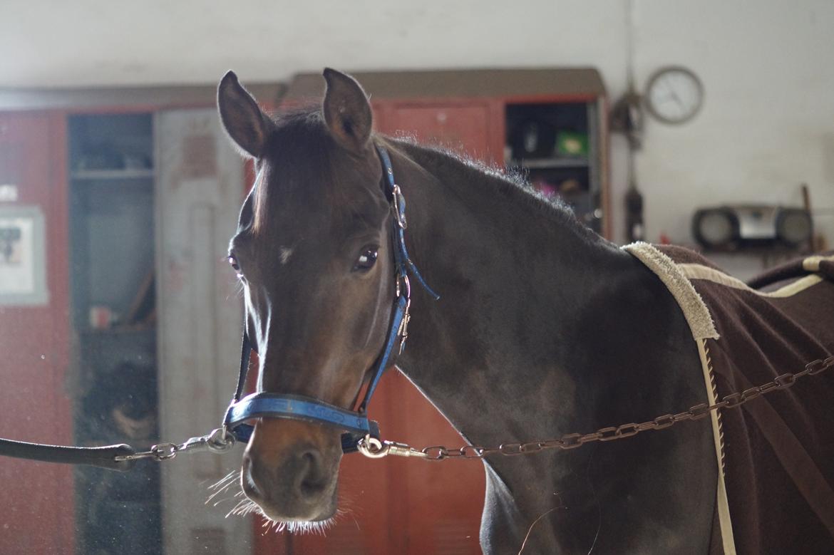 DSP Stidsbjergs champion billede 6