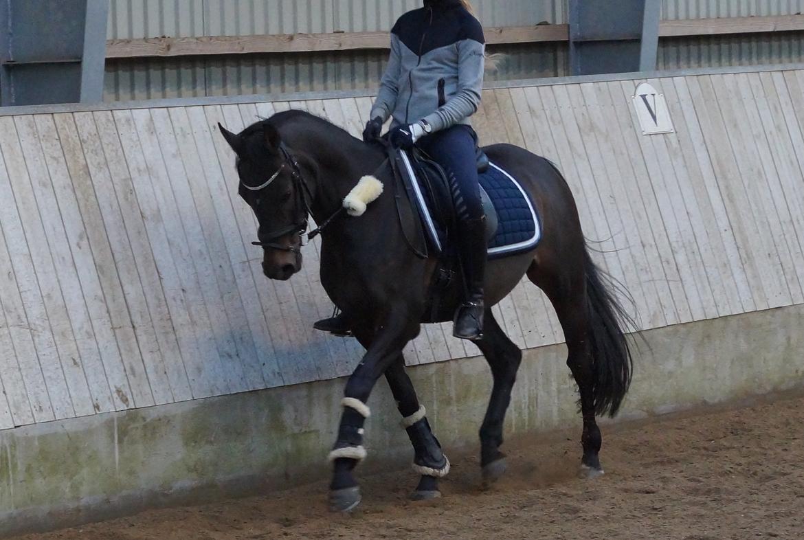 DSP Stidsbjergs champion billede 7