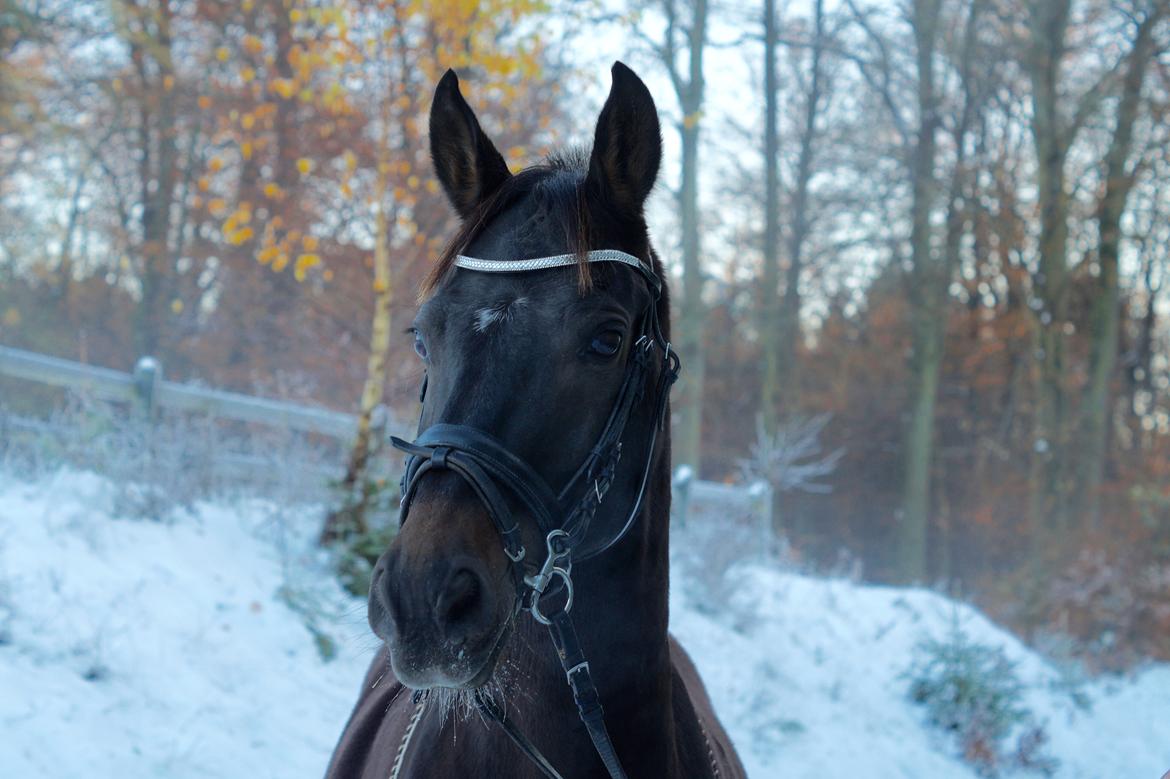 DSP Stidsbjergs champion billede 12