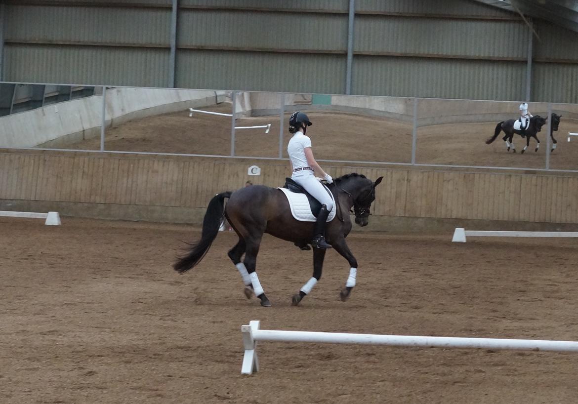 DSP Stidsbjergs champion billede 3