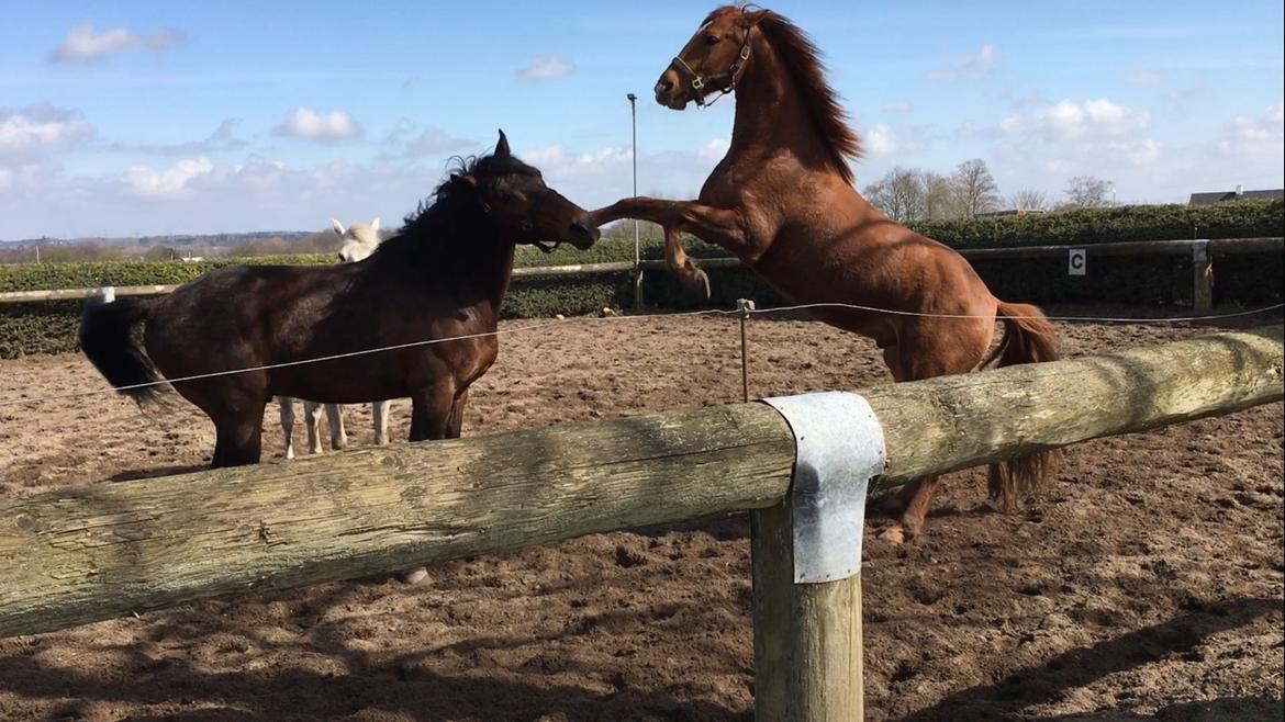 Anden særlig race Raffael (Raffe) billede 11
