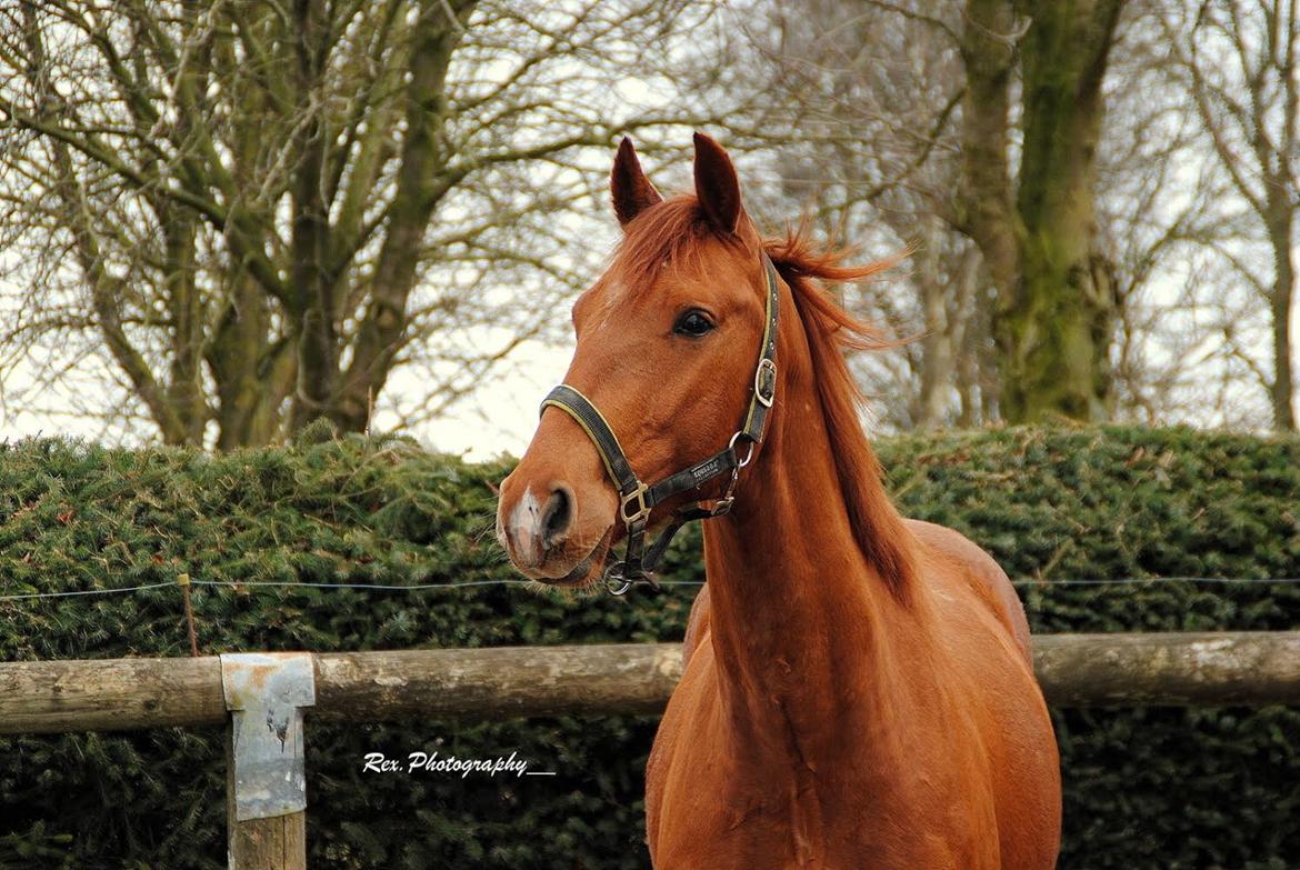 Anden særlig race Raffael (Raffe) billede 12