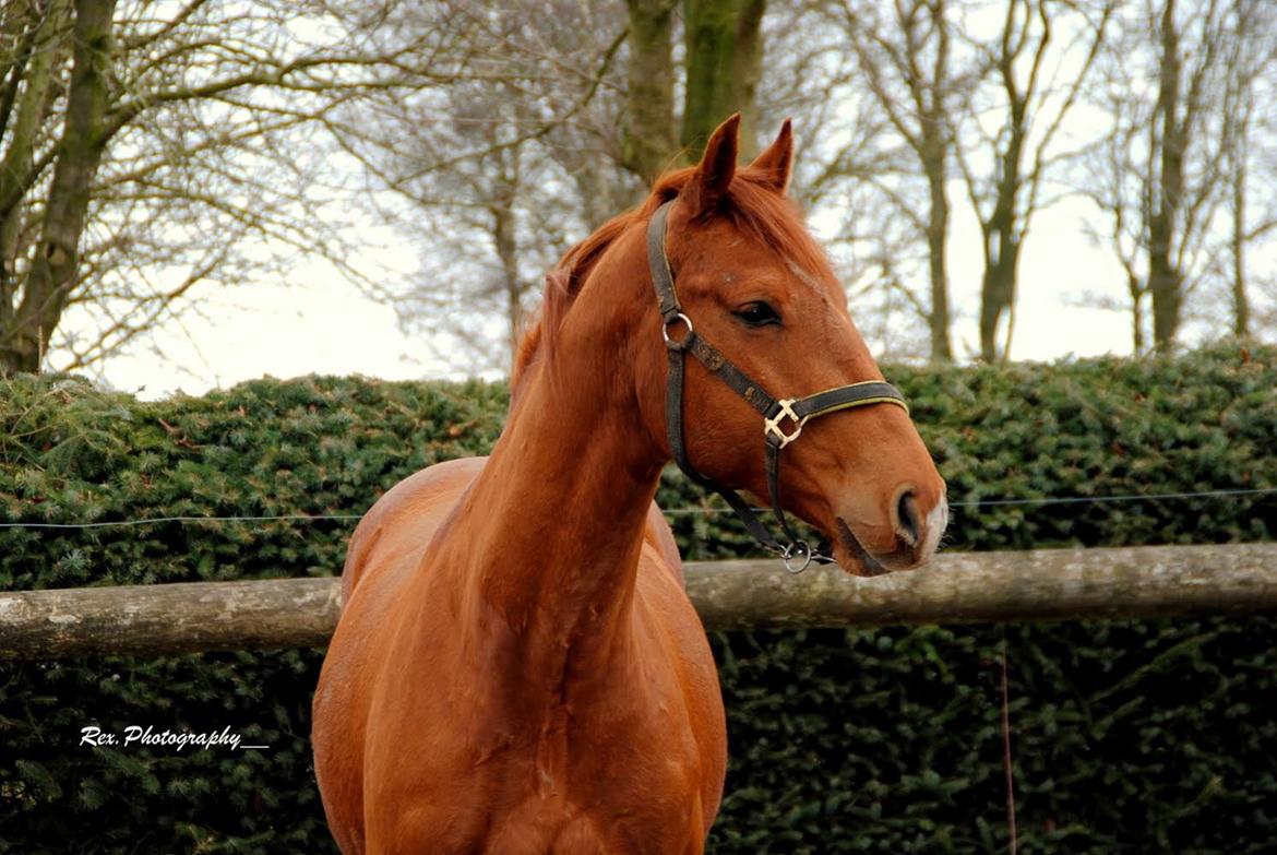 Anden særlig race Raffael (Raffe) billede 13