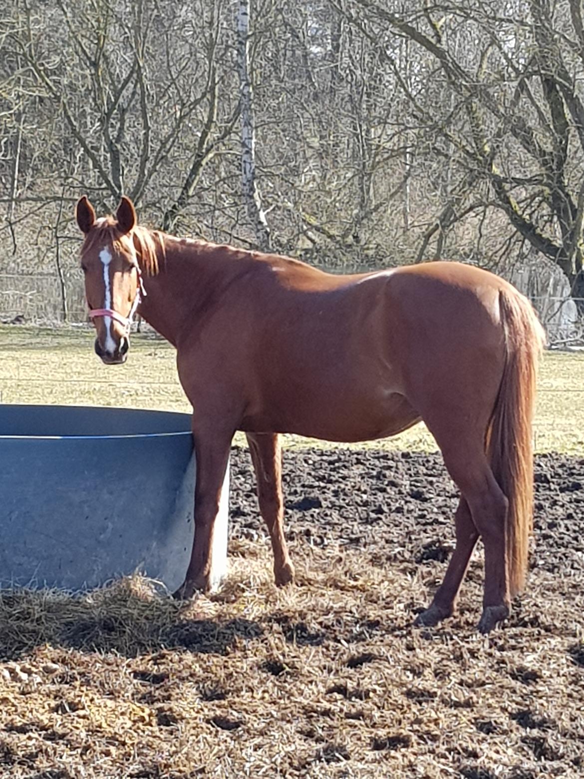 Traver sødte - Sødte hygger på fold foråret 2018 billede 18