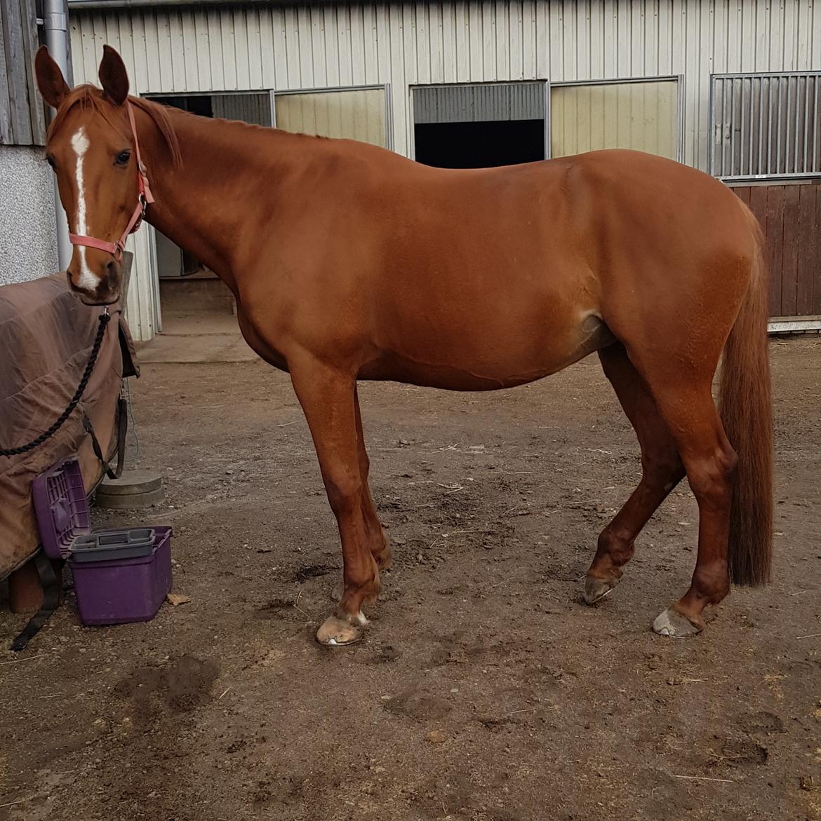 Traver sødte - 2018 billede 16