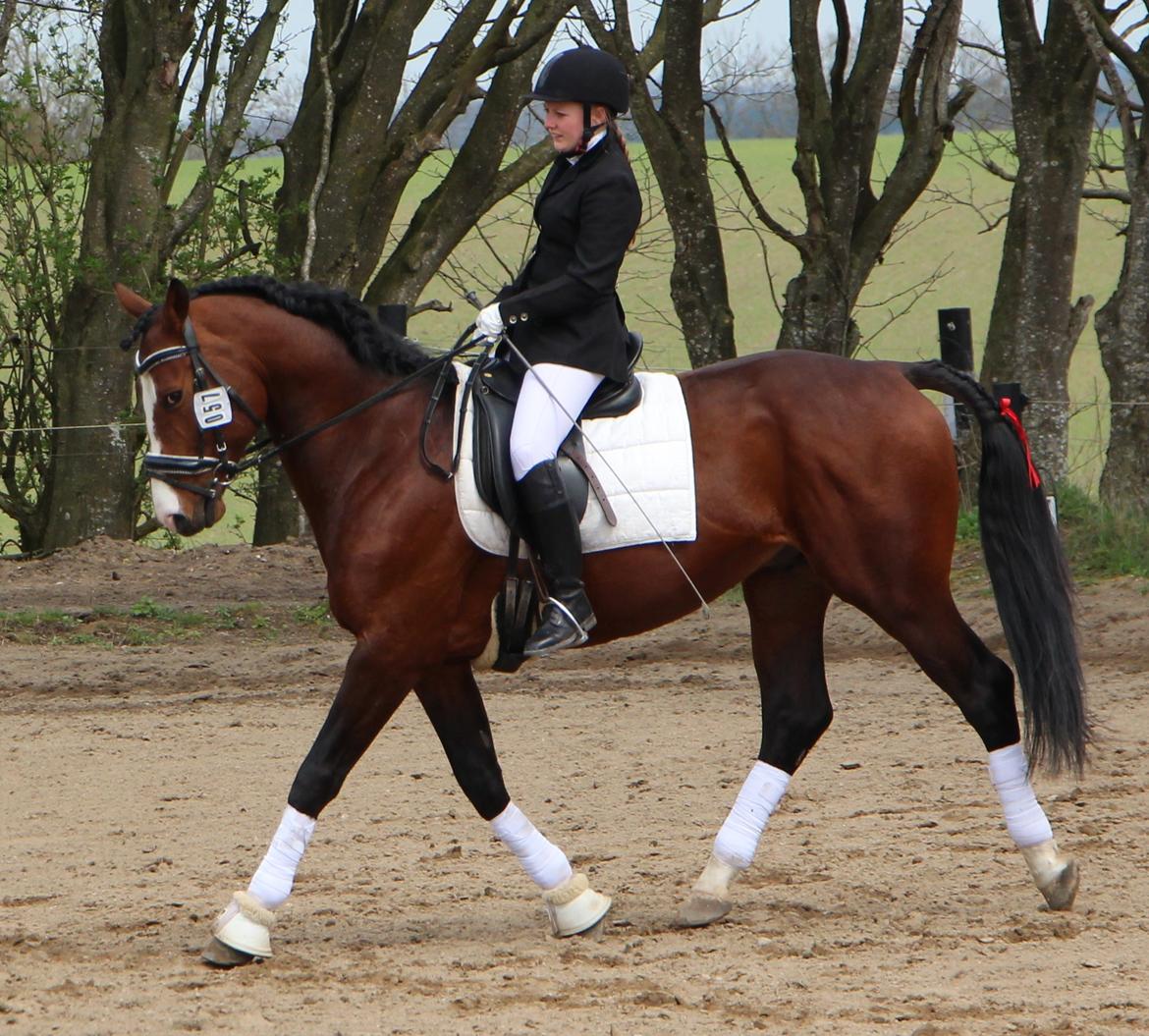 Dansk Varmblod Santos billede 4