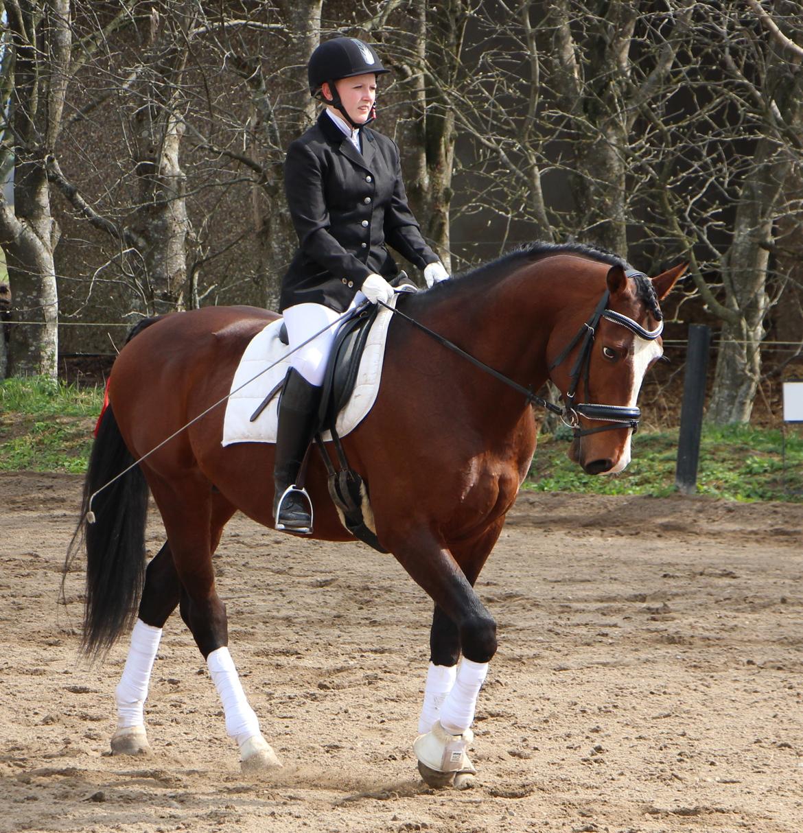 Dansk Varmblod Santos billede 5