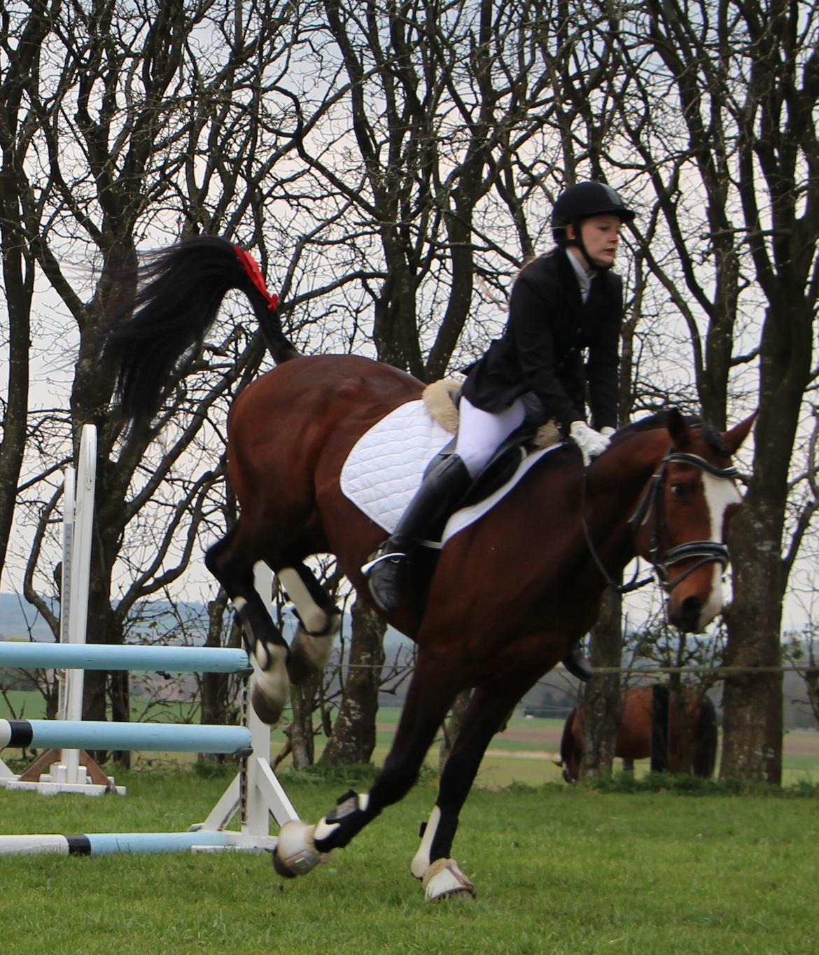 Dansk Varmblod Santos billede 3