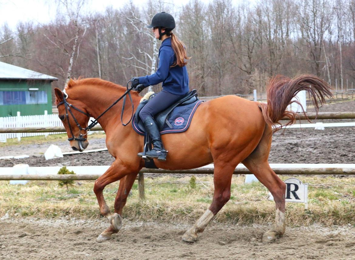 Hollandsk Sportspony Arian V.D. Molen billede 15