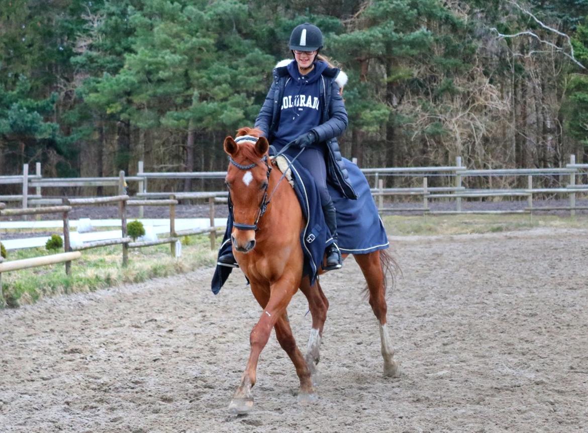 Hollandsk Sportspony Arian V.D. Molen billede 18