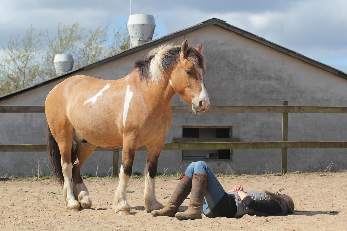 Irish Cob Crossbreed Toftgårds Amigo - Foråret 2018 billede 5