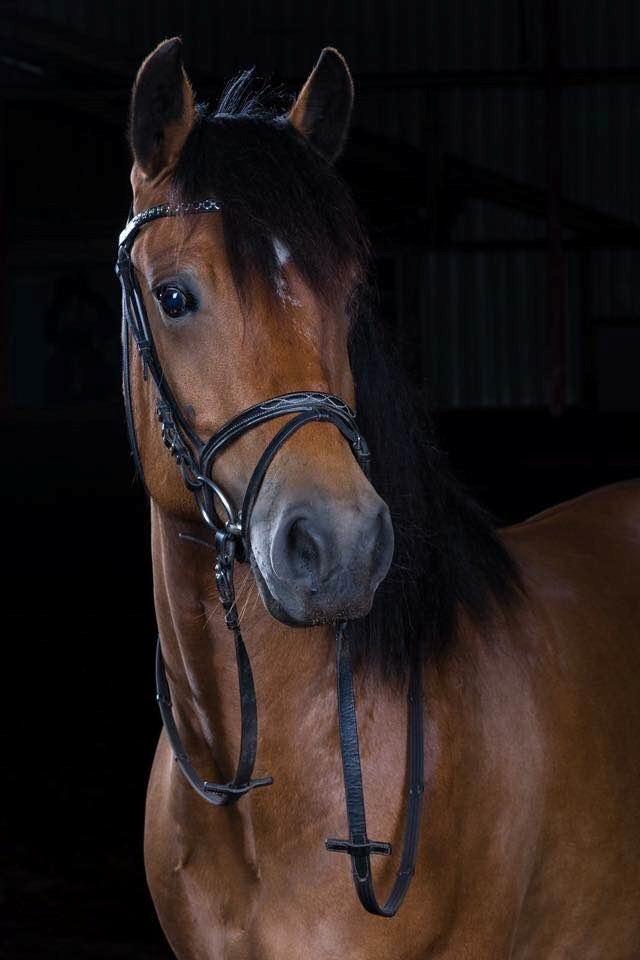 Anden særlig race Vedtoftes Duchess billede 1