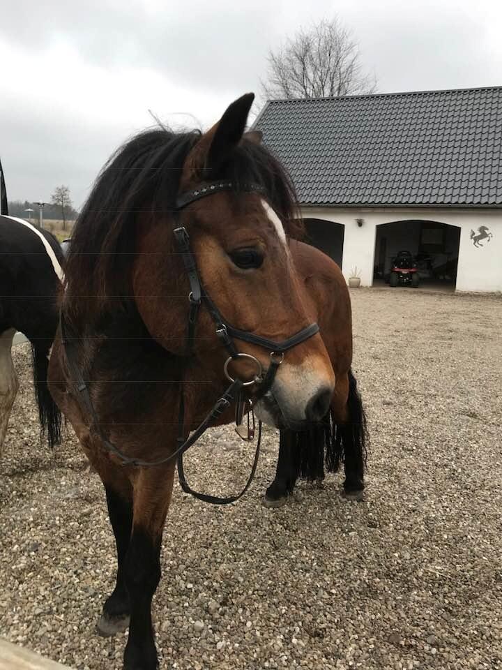 Anden særlig race Vedtoftes Duchess - Første dag hjemme! billede 3
