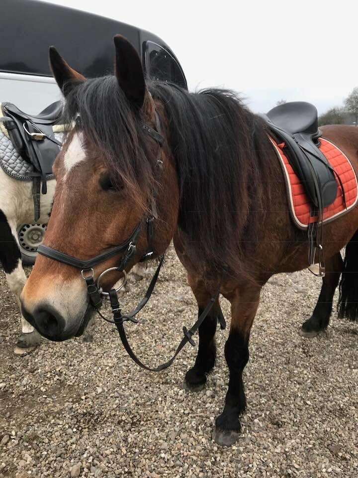 Anden særlig race Vedtoftes Duchess - Tur med mor :) billede 9