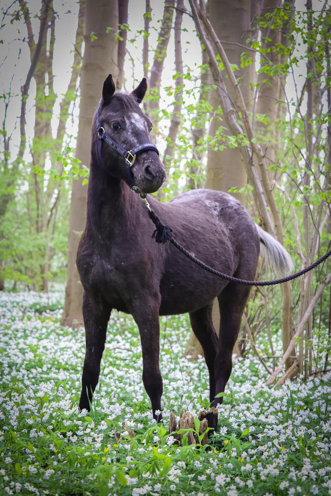 Anden særlig race Sisse knabstrupper-blanding billede 2