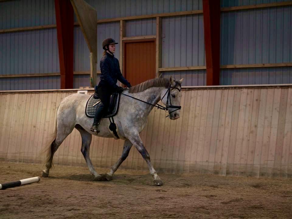 Anglo Araber (AA) Kessler - 30-04-2018 billede 5