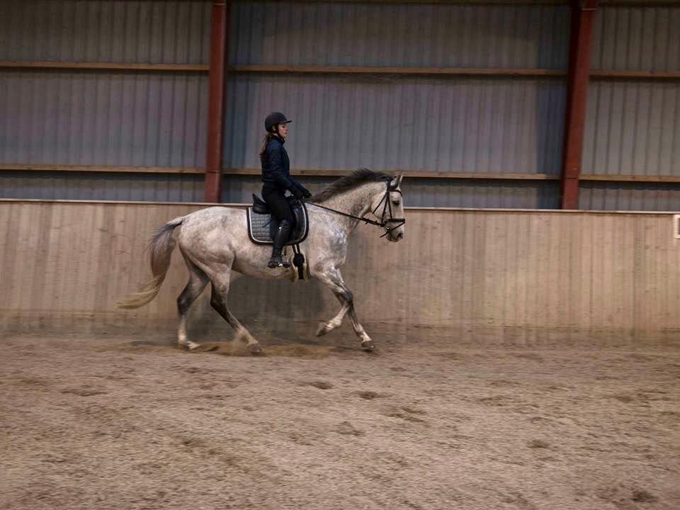 Anglo Araber (AA) Kessler - 30-04-2018 billede 4