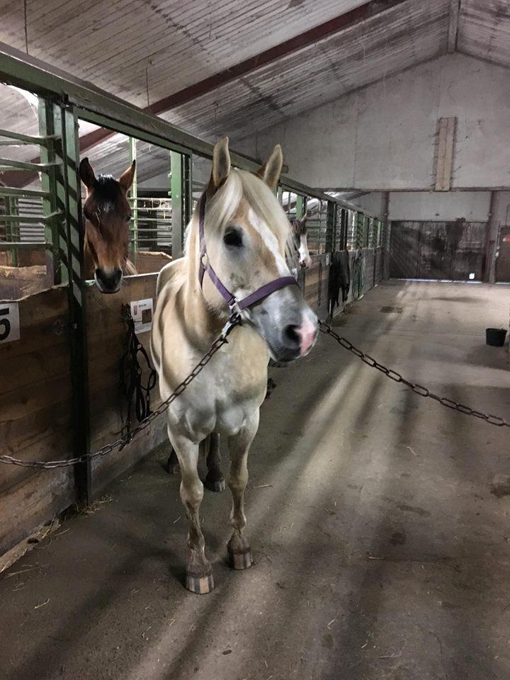 Haflinger Naomi af åtte bjerge billede 9