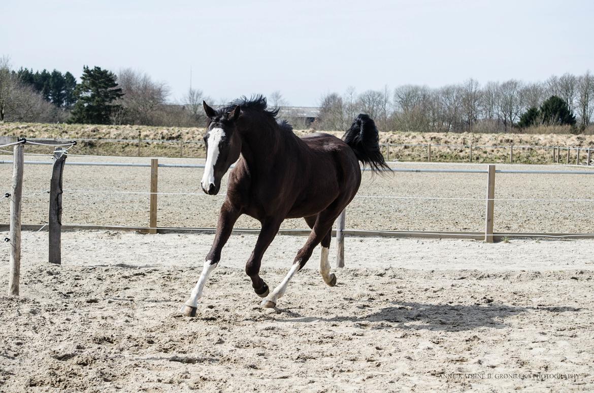 Dansk Varmblod Ebony Knight Trix  - 3 år billede 2
