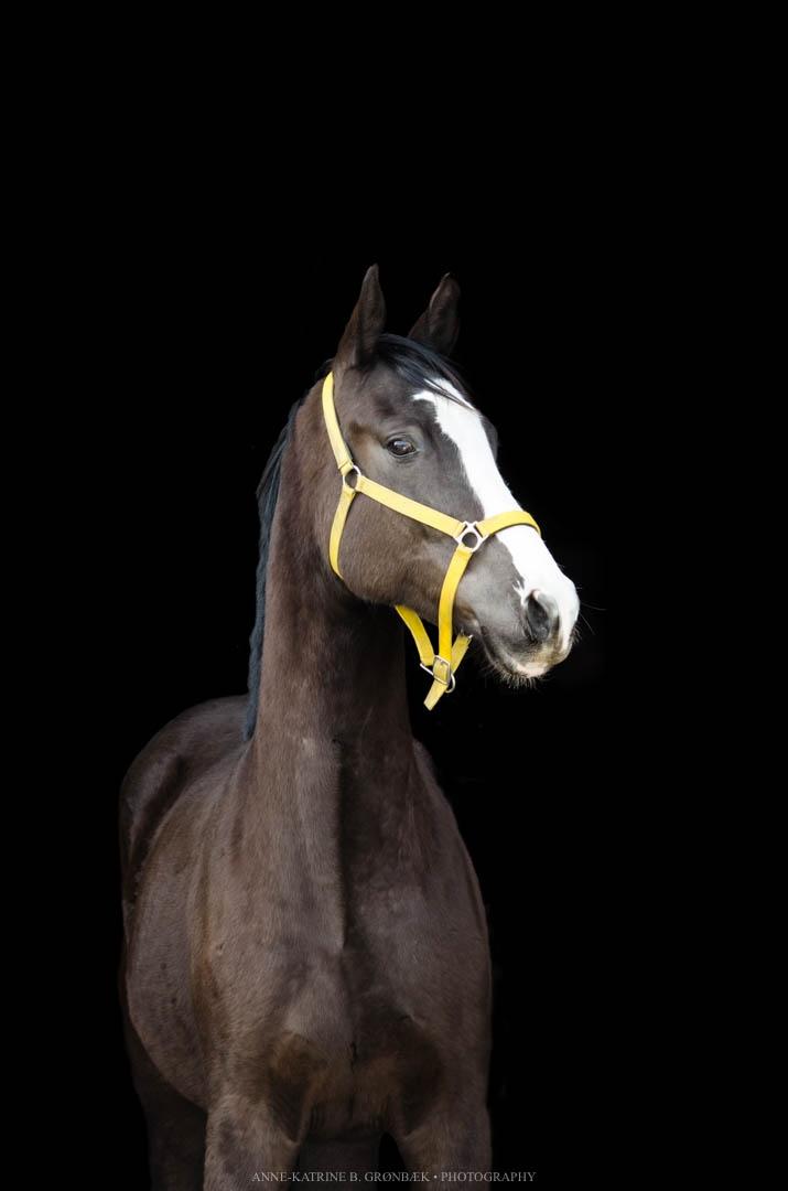 Dansk Varmblod Ebony Knight Trix  - Photoshoot med AKBG photograph billede 12